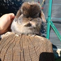 Cucciolo minilop maschietto