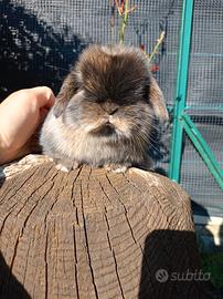 Cucciolo minilop maschietto