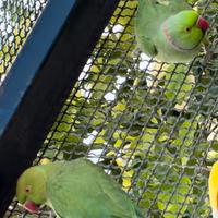 Parrocchetti dal collare