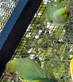 Parrocchetti dal collare