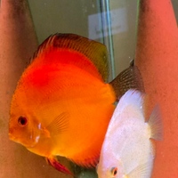 Coppia di Discus