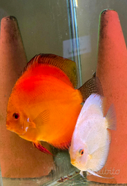 Coppia di Discus
