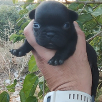 Bulldog francese