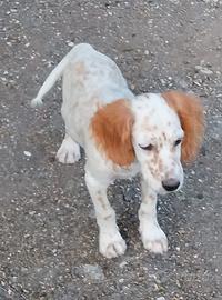 Setter inglese