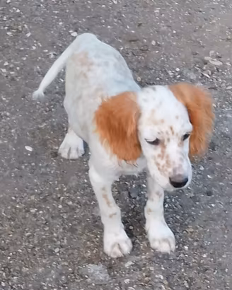 Setter inglese