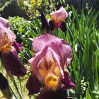 Iris piante bulbi rizomi