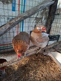 Araucana con ciuffi auricolari