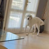 Ariel simil golden 2 anni circa in adozione