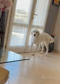 Ariel simil golden 2 anni circa in adozione