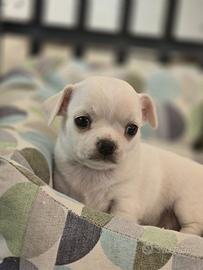 Piccola chiuaua con pedigree e genitori visibili