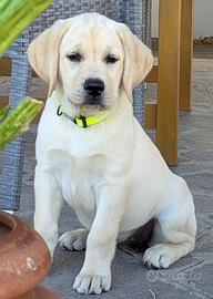 Cuccioli labrador da allevamento