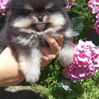 Spitz nani tedeschi di Pomerania
