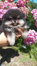 Spitz nani tedeschi di Pomerania