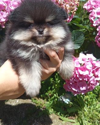 Spitz nani tedeschi di Pomerania