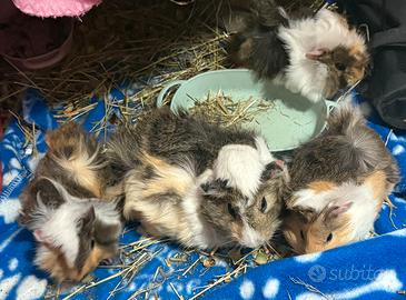 Porcellini d'india ( cavie peruviane )