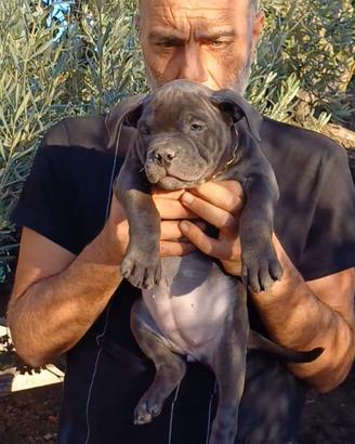 American bully