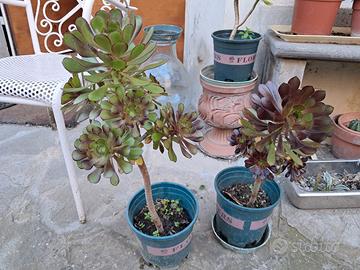 Piante di aeonoum arboreum