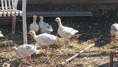 Gallo e pulcini di tacchino