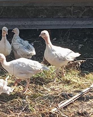 Gallo e pulcini di tacchino
