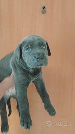 CUCCIOLE CANE CORSO PEDIGREE FCI/ENCI