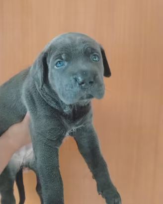CUCCIOLE CANE CORSO PEDIGREE FCI/ENCI