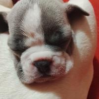 Cuccioli bulldog francese