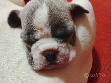 Cuccioli bulldog francese