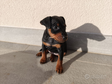 ? Cuccioli Pinscher Nano - Maschietti