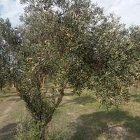 Piante di Ulivo