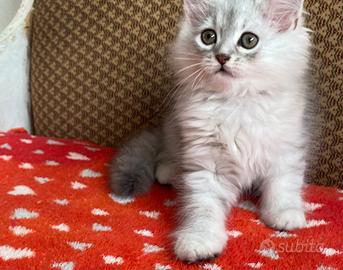 Gattino figlio di persiani normotipo MASCHIO