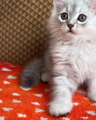 Gattino figlio di persiani normotipo MASCHIO
