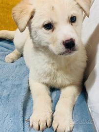 Golden retriver l./ husky con occhi celesti
