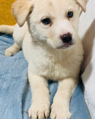 Golden retriver l./ husky con occhi celesti