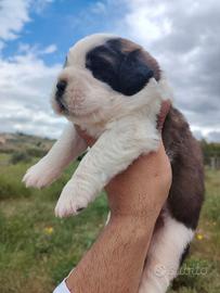 San bernardo cuccioli con pedigree