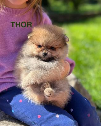 Cuccioli spitz tedesco nano con pedigree enci