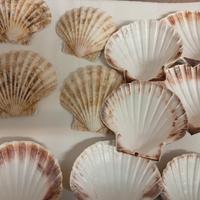 piatti conchiglie per Antipasti 
