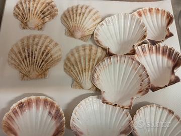 piatti conchiglie per Antipasti 