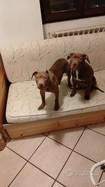 Cuccioli american pitbull terrier