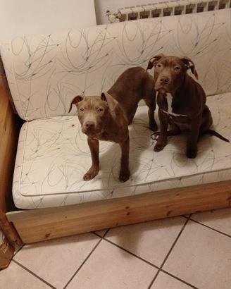 Cuccioli american pitbull terrier