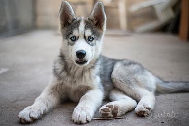 Cuccioli di Siberian Husky