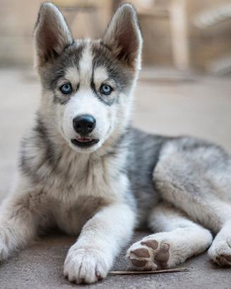 Cuccioli di Siberian Husky