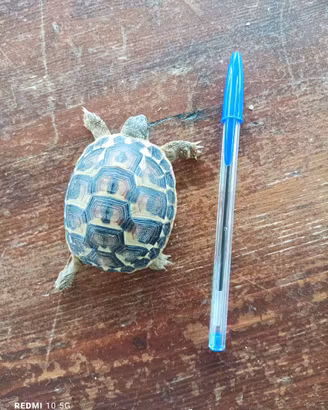 Tartarughe