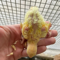 Pappagalli roseicollis inseparabili