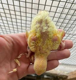 Pappagalli roseicollis inseparabili