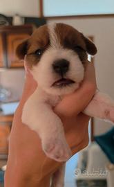Cucciolo di Jack Russell broken ruvido
