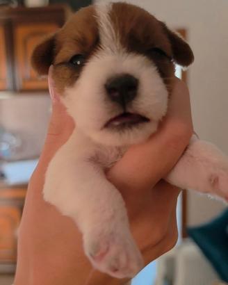 Cucciolo di Jack Russell broken ruvido