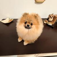 Spitz linea americana