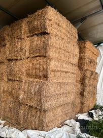 Balloni prismatici di fieno foraggio avena loietto