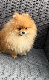 Spitz tedesco