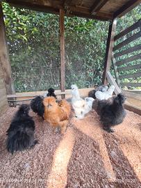 Galline ornamentali
